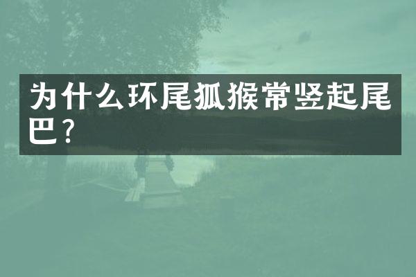 为什么环尾狐猴常竖起尾巴?