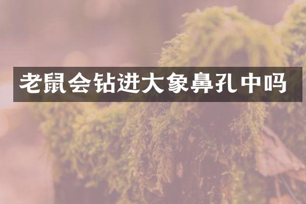 老鼠会钻进大象鼻孔中吗