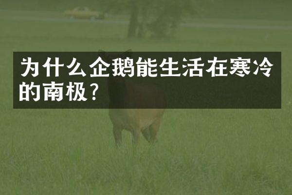 为什么企鹅能生活在寒冷的南极?