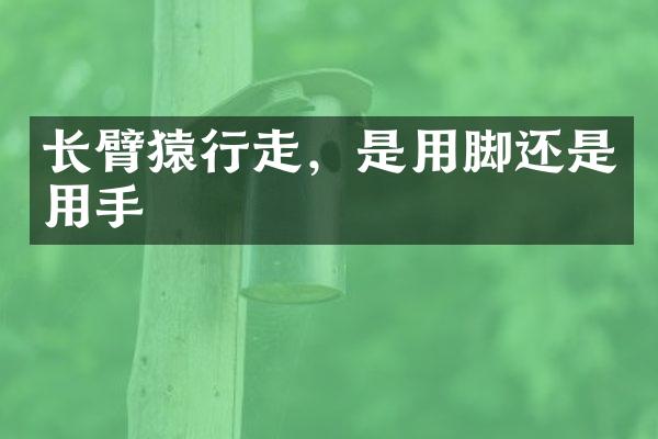 长臂猿行走，是用脚还是用手