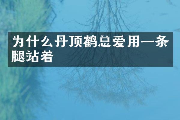 为什么丹顶鹤总爱用一条腿站着