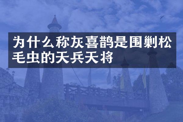 为什么称灰喜鹊是围剿松毛虫的天兵天将