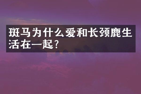斑马为什么爱和长颈鹿生活在一起?