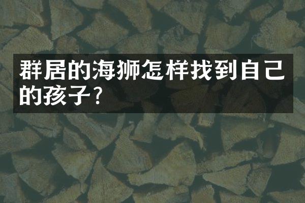 群居的海狮怎样找到自己的孩子?
