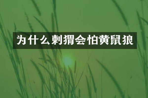 为什么刺猬会怕黄鼠狼