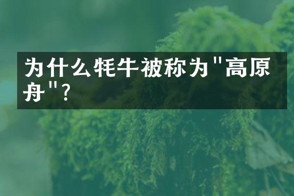 为什么牦牛被称为"高原之舟"?