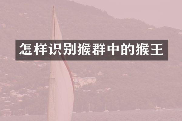 怎样识别猴群中的猴王