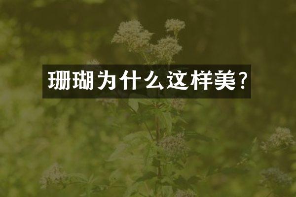 珊瑚为什么这样美?