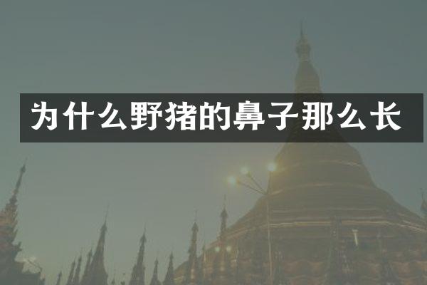 为什么野猪的鼻子那么长