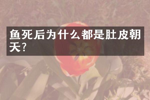 鱼死后为什么都是肚皮朝天？