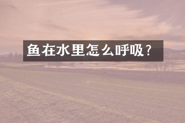 鱼在水里怎么呼吸？