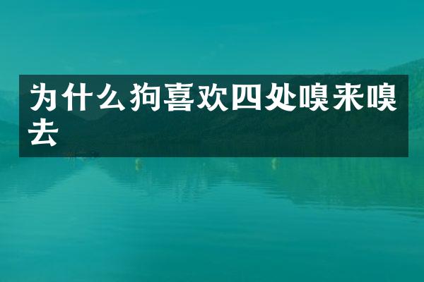 为什么狗喜欢四处嗅来嗅去