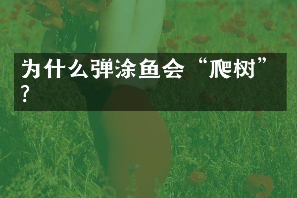 为什么弹涂鱼会“爬树”?