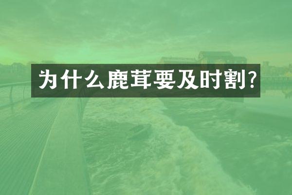 为什么鹿茸要及时割?