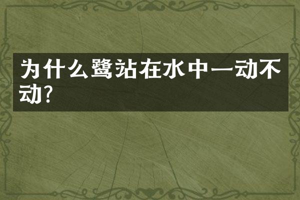 为什么鹭站在水中一动不动?