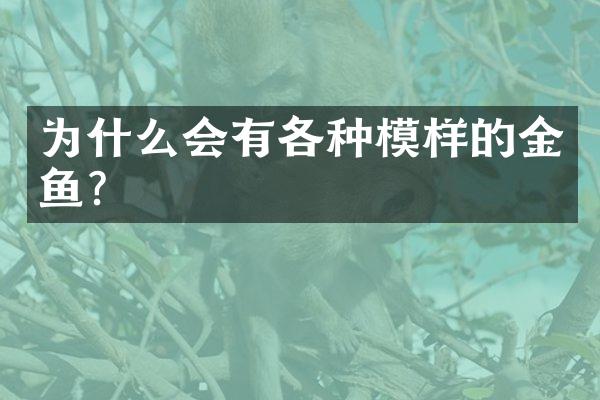 为什么会有各种模样的金鱼?