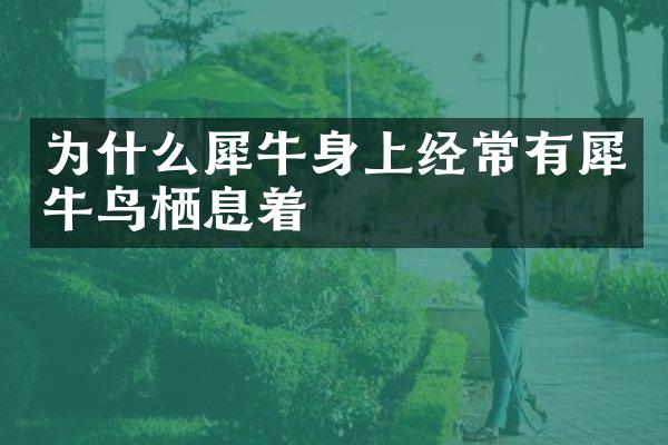 为什么犀牛身上经常有犀牛鸟栖息着