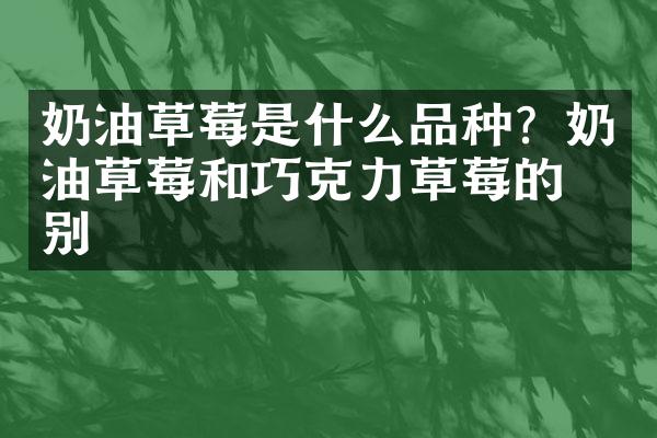 奶油草莓是什么品种？奶油草莓和巧克力草莓的区别