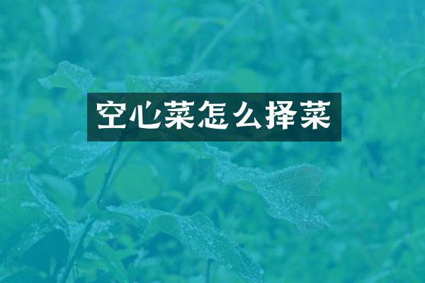 空心菜怎么择菜