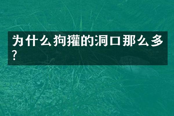 为什么狗獾的洞口那么多?