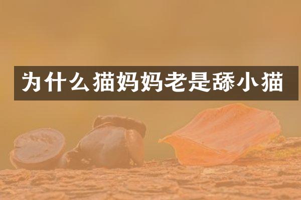 为什么猫妈妈老是舔小猫