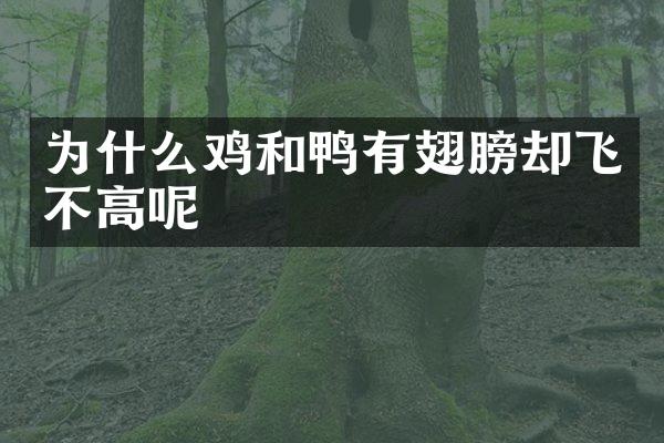 为什么鸡和鸭有翅膀却飞不高呢