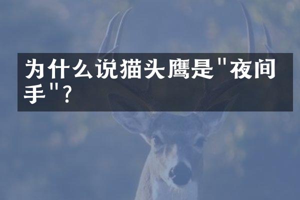 为什么说猫头鹰是"夜间猎手"?