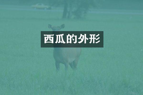 西瓜的外形