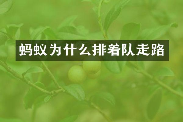 蚂蚁为什么排着队走路