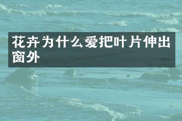 花卉为什么爱把叶片伸出窗外