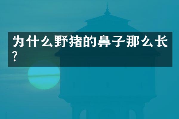 为什么野猪的鼻子那么长?