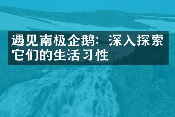 遇见南极企鹅：深入探索它们的生活习性