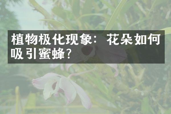 植物极化现象：花朵如何吸引蜜蜂？