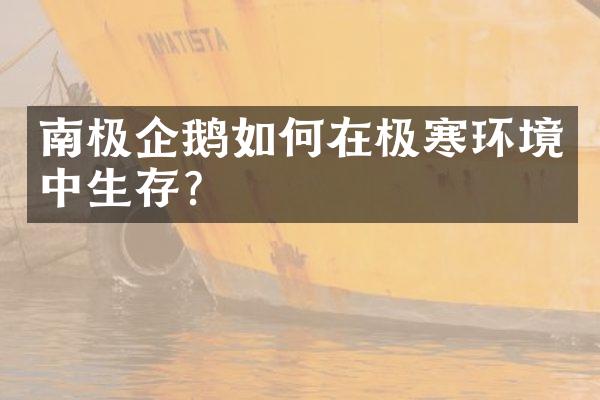南极企鹅如何在极寒环境中生存？