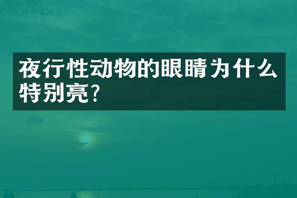 夜行性动物的眼睛为什么特别亮？