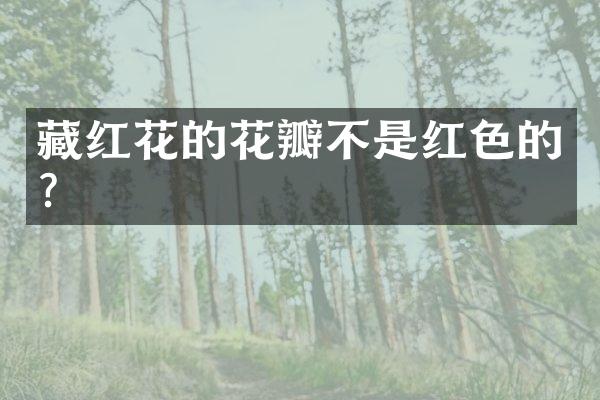 藏红花的花瓣不是红色的？