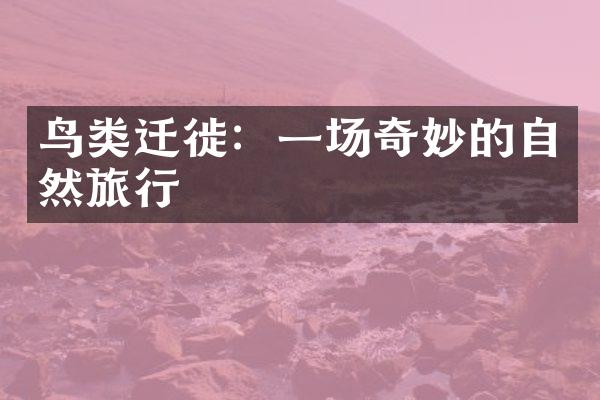 鸟类迁徙：一场奇妙的自然旅行