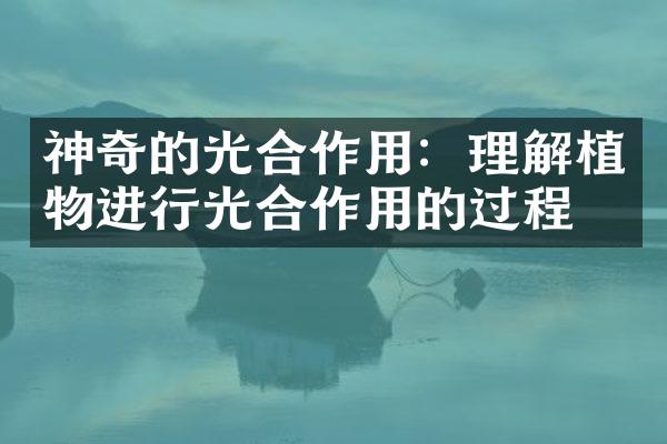 神奇的光合作用：理解植物进行光合作用的过程