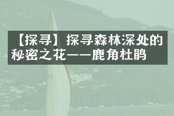 【探寻】探寻森林深处的秘密之花——鹿角杜鹃