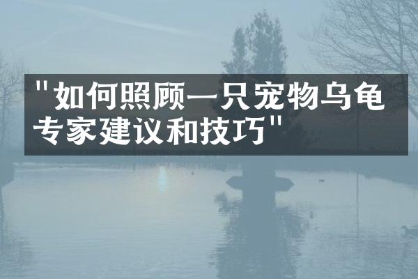 "如何照顾一只宠物乌龟：专家建议和技巧"
