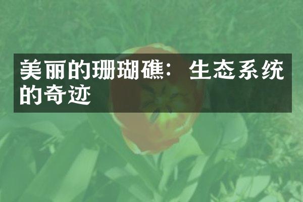 美丽的珊瑚礁：生态系统的奇迹