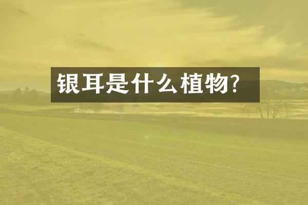 银耳是什么植物？