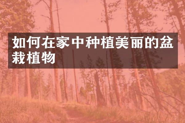 如何在家中种植美丽的盆栽植物
