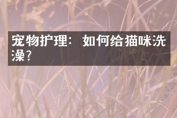 宠物护理：如何给猫咪洗澡？