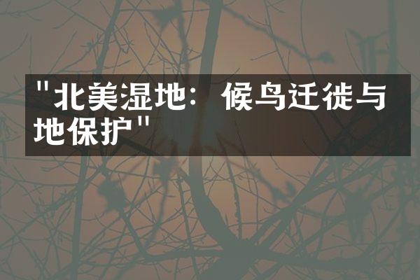 "北美湿地：候鸟迁徙与湿地保护"