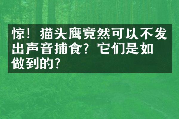 惊！猫头鹰竟然可以不发出声音捕食？它们是如何做到的？