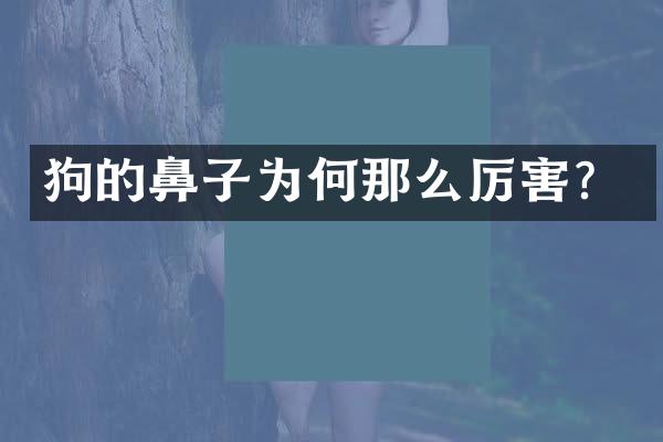 狗的鼻子为何那么厉害？