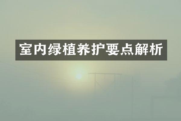 室内绿植养护要点解析