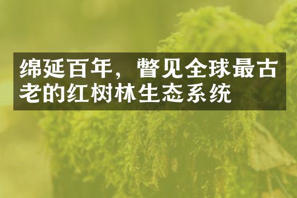 绵延百年，瞥见全球最古老的红树林生态系统