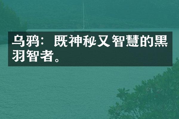 乌鸦：既神秘又智慧的黑羽智者。